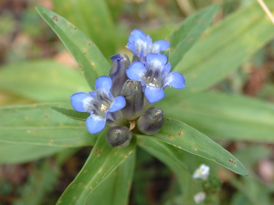 Gentiana cruciata / Genziana crociata